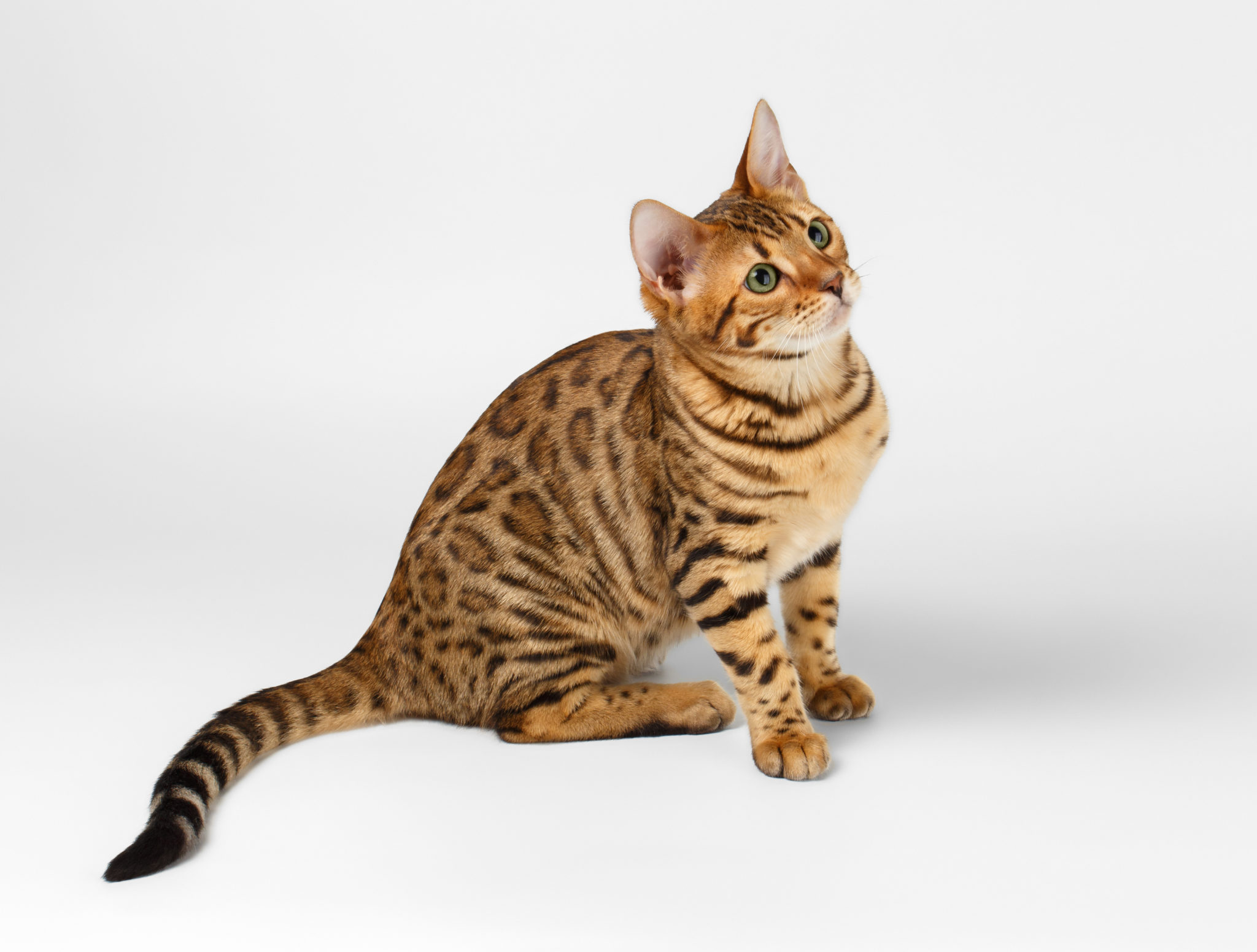 Bengal - Alt om katteracen - zooplus Kattemagasin