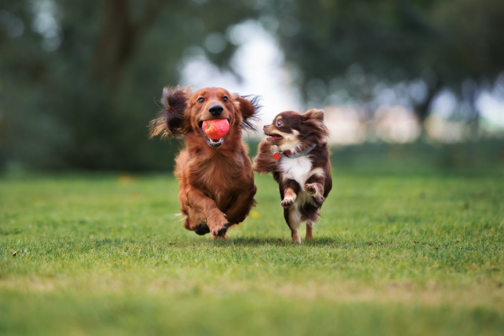 Socialisering hvalpe Hundehvalpe, Hundetræning - zooplus Hundemagasin