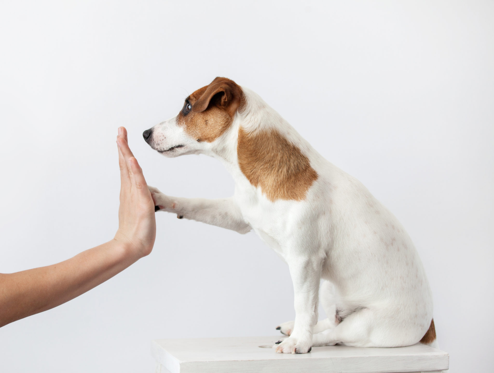 Socialisering hvalpe Hundehvalpe, Hundetræning - zooplus Hundemagasin