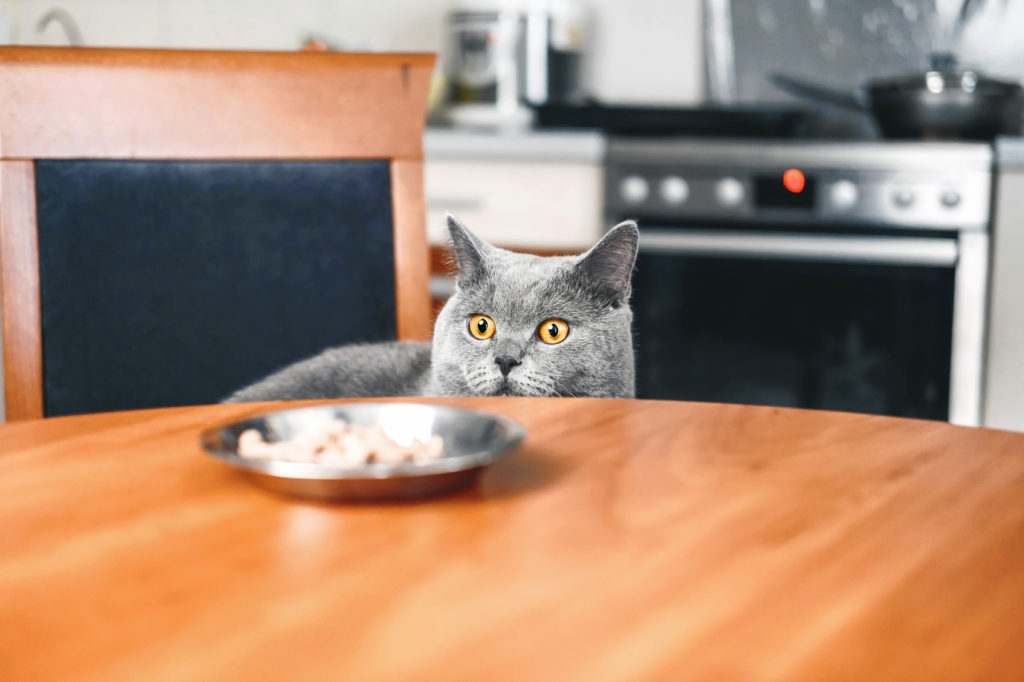 Kat kigger på snacks på et bord