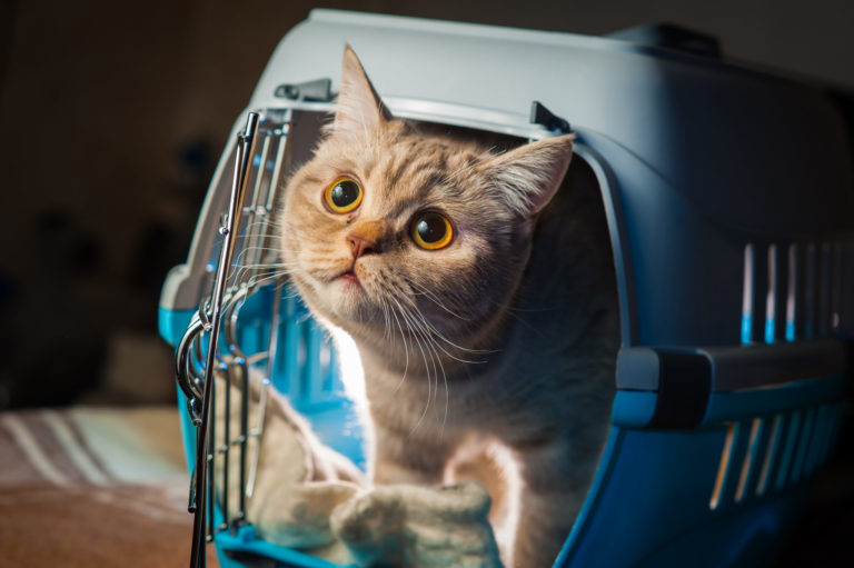 Fantasifulde skive tømrer Katte med på ferie: Tips og Tricks | zooplus Kattemagasin