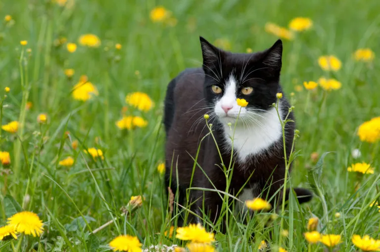 Kat udenfor Kat udenfor