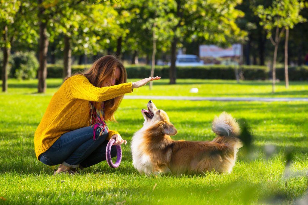 Leg med hunden i parken