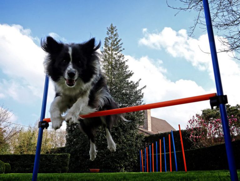 Agility med hunden | zooplus