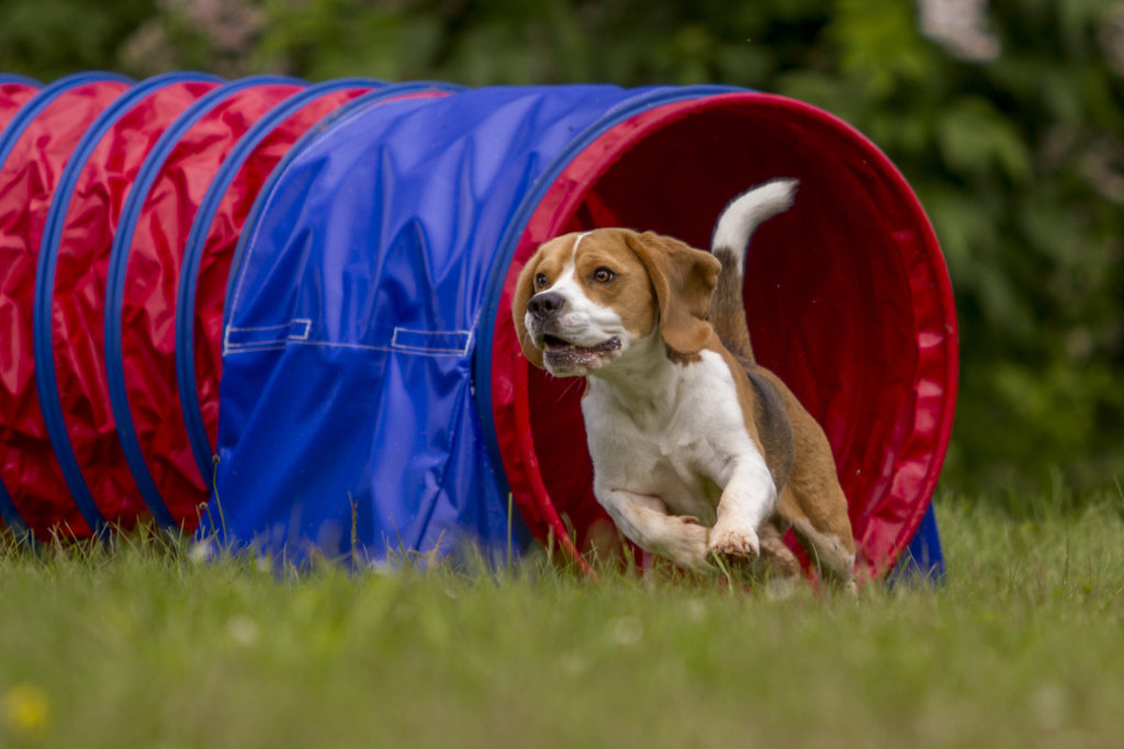 Blitz Kirkegård Geologi Agility med hunden | zooplus hundemagasinet