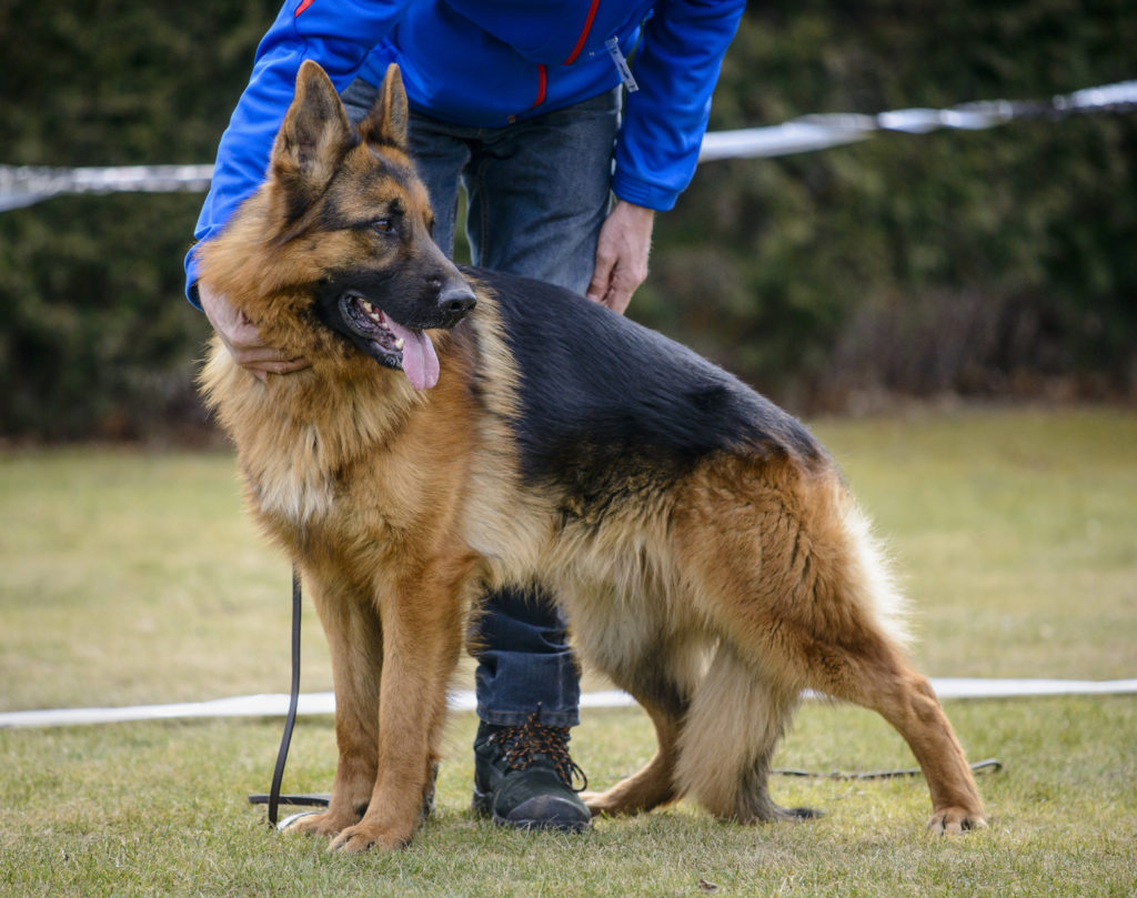 Schæferhund - German racebeskrivelse zooplus Magazin