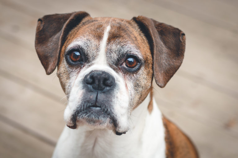 Boxer Hunderace Alt Om Boxer Zooplus Hundemagasin