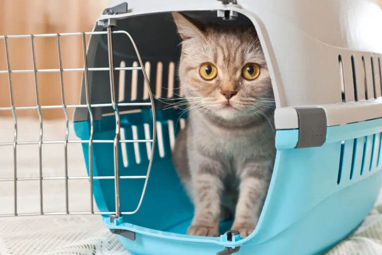 Katze sitzt im Transportkorb bereit für eine Fähr- oder Kreuzfahrt