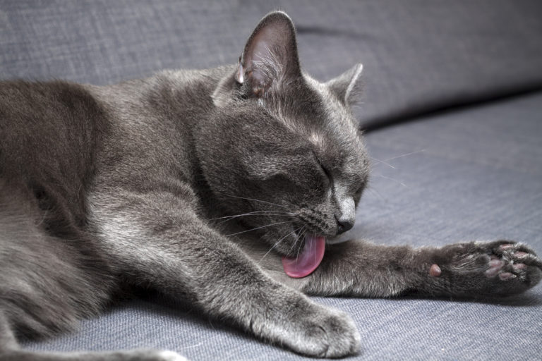 katzen baden katzen baden