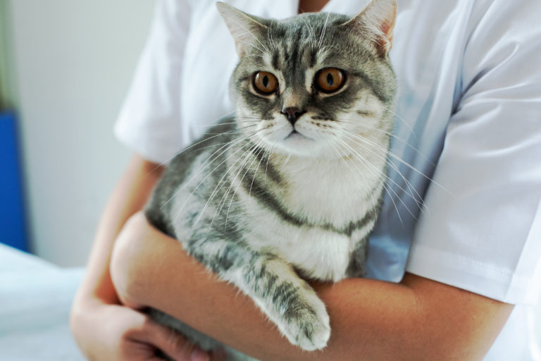 katze kastration katze kastration