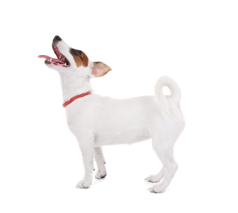 Rindende Fantasi Op Jack Russell Terrier Hunderace - Alt om Hunde - zooplus Hundemagasin