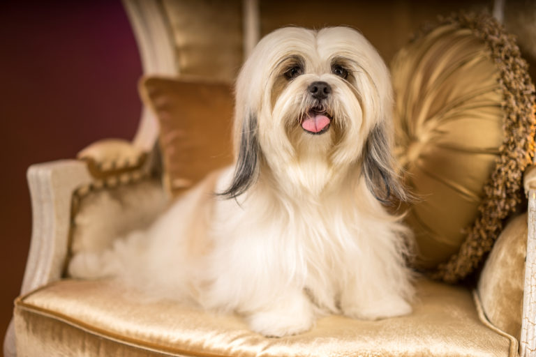 Shih Tzu - Alt om Shih Tzu - zooplus Hundemagasin