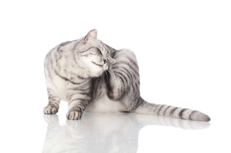 hautkrankheiten bei katzen hautkrankheiten bei katzen