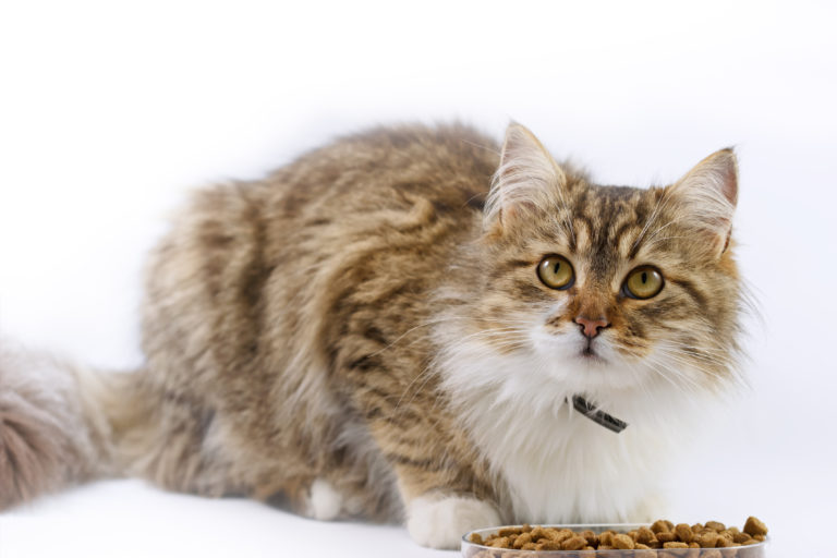 katzen mit diabetes katzen mit diabetes