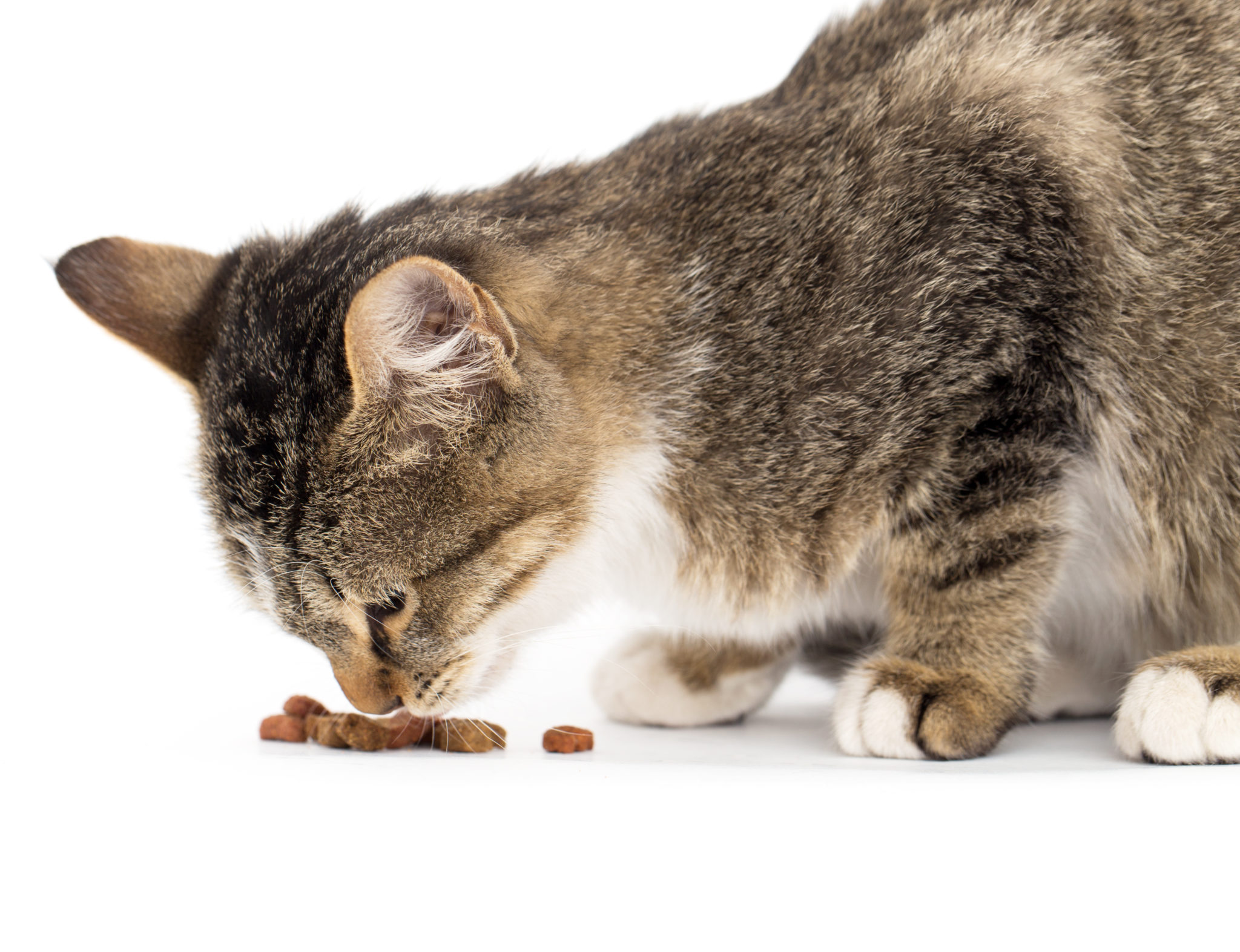 Det rette til seniorkatte Alt om kost til katte Kattemagasin
