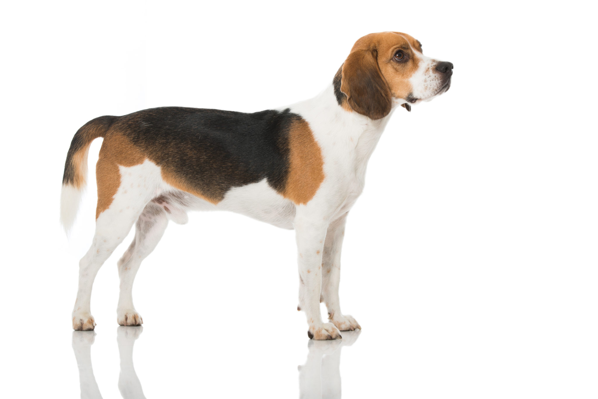 Hunderace - Alt Beagles - zooplus Hundemagasin