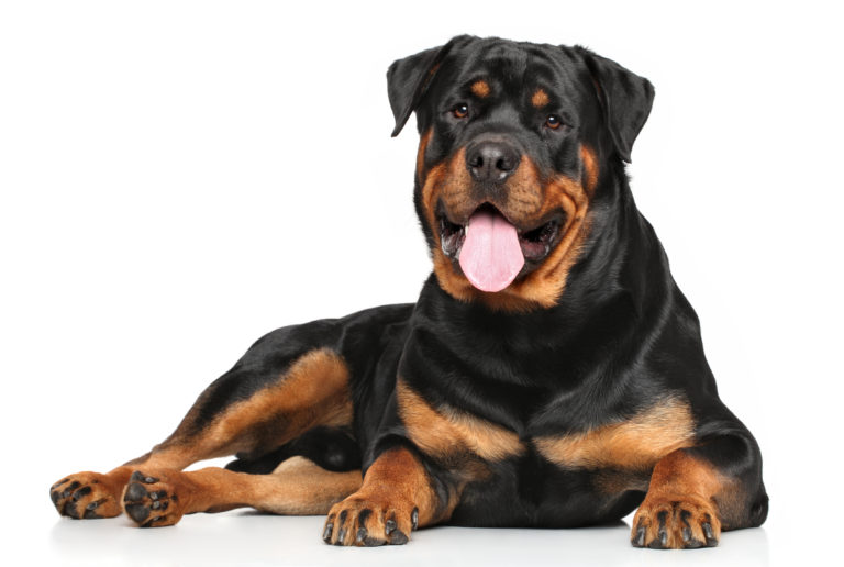 Rottweiler - Alt om Rottweiler zooplus Hundemagasin