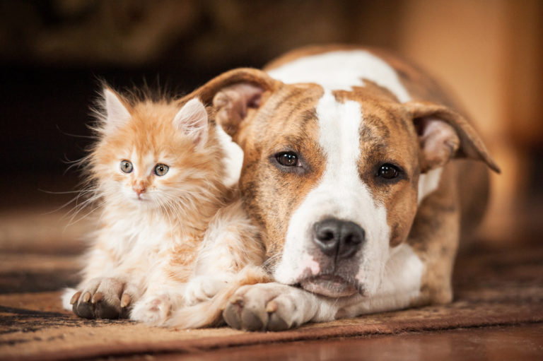 Katze und Hund aneinander gewöhnen