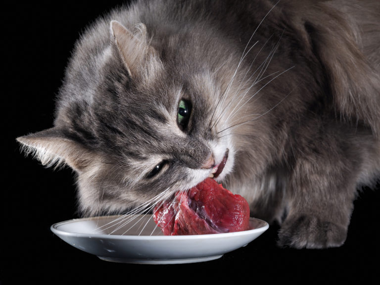 katzen barfen katzen barfen