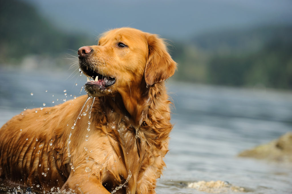 Golden Retriever, viden hunderacen - Magasin