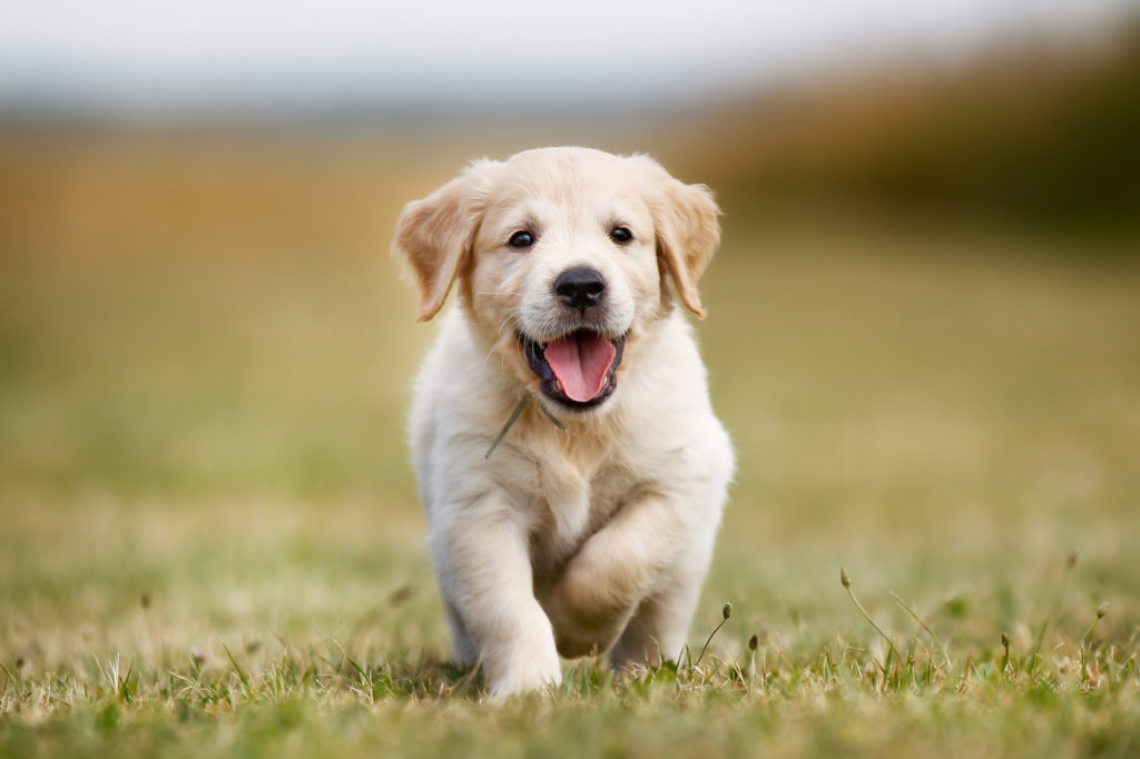 glücklich golden retriever welpe glücklich golden retriever welpe