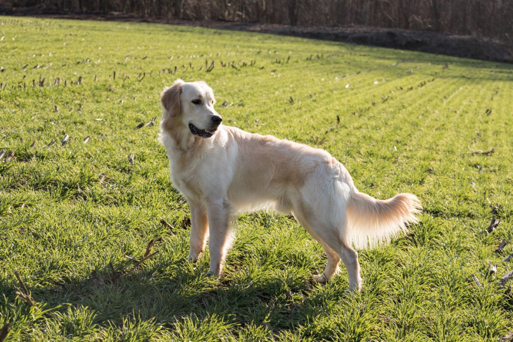 golden retriever im grass golden retriever im grass