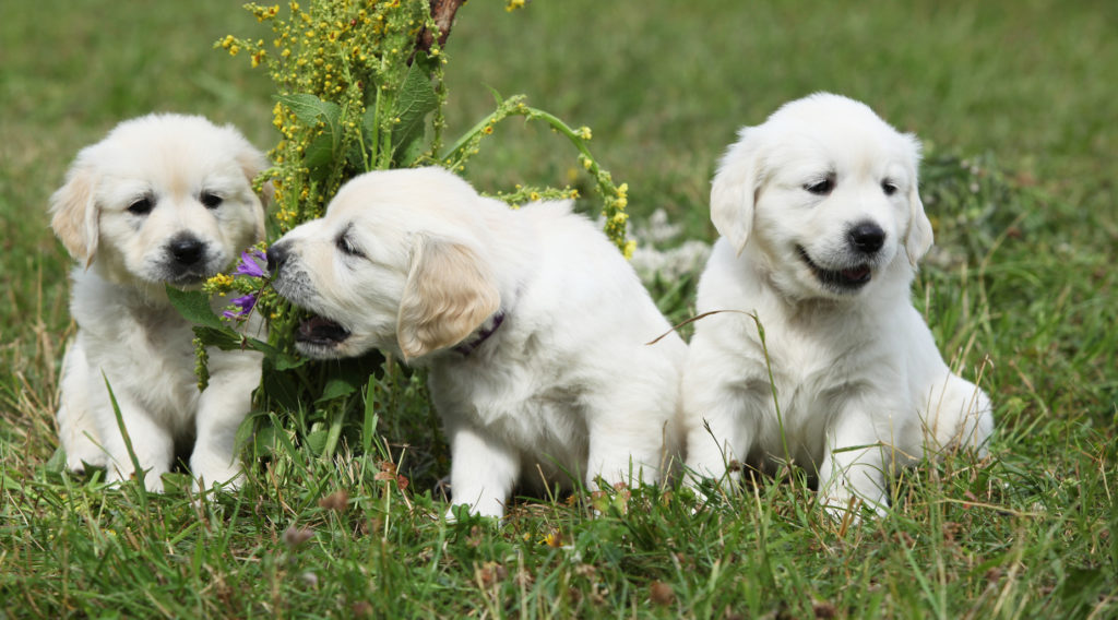 Golden Retriever, viden hunderacen - Magasin