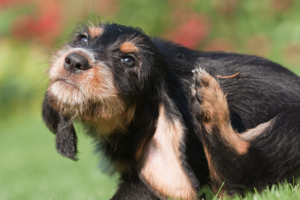 Kritik Hvert år petulance Parasitter på hunde: fjern flåter og lopper | zooplus hundemagasin