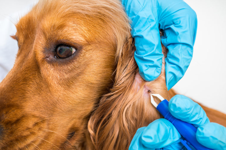 Parasitter på hunde: fjern og lopper zooplus hundemagasin