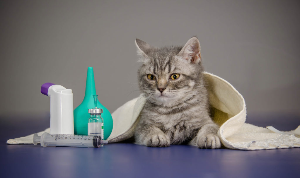 husmedicin til katte