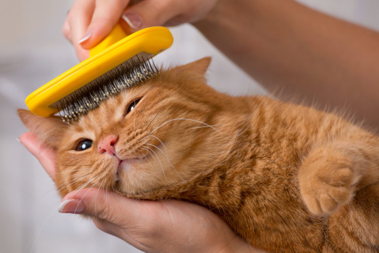 kat bliver børstet