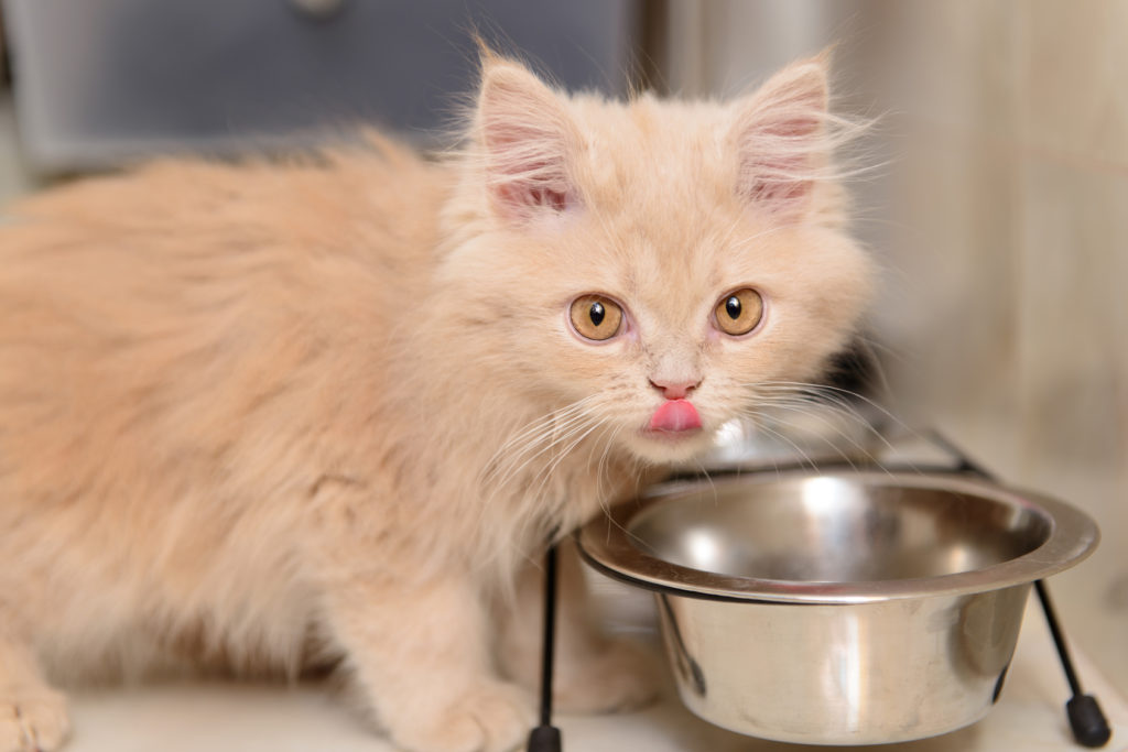 Cyberplads strategi Gå op og ned Ernæring af kattekilling | fra hvornår og hvilken mad? | zooplus magasinet