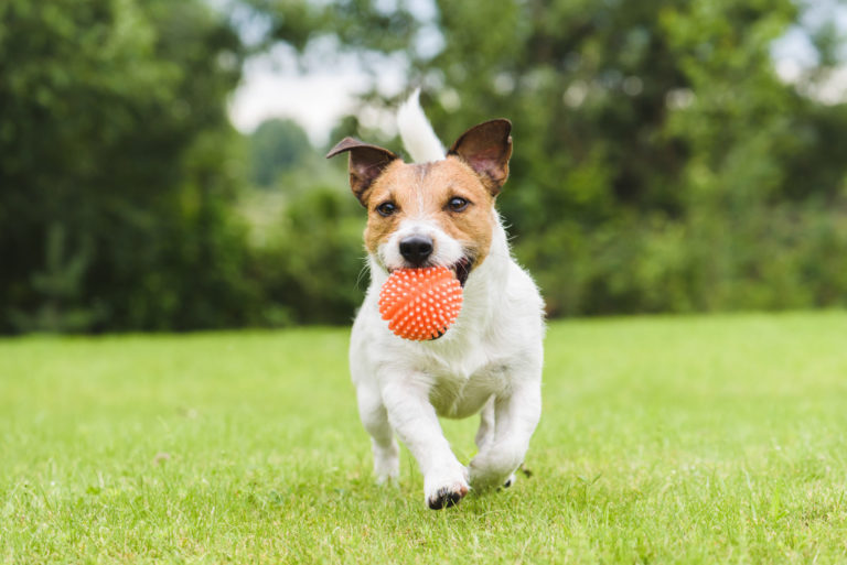 - hvad virker godt? | zooplus hundemagasin