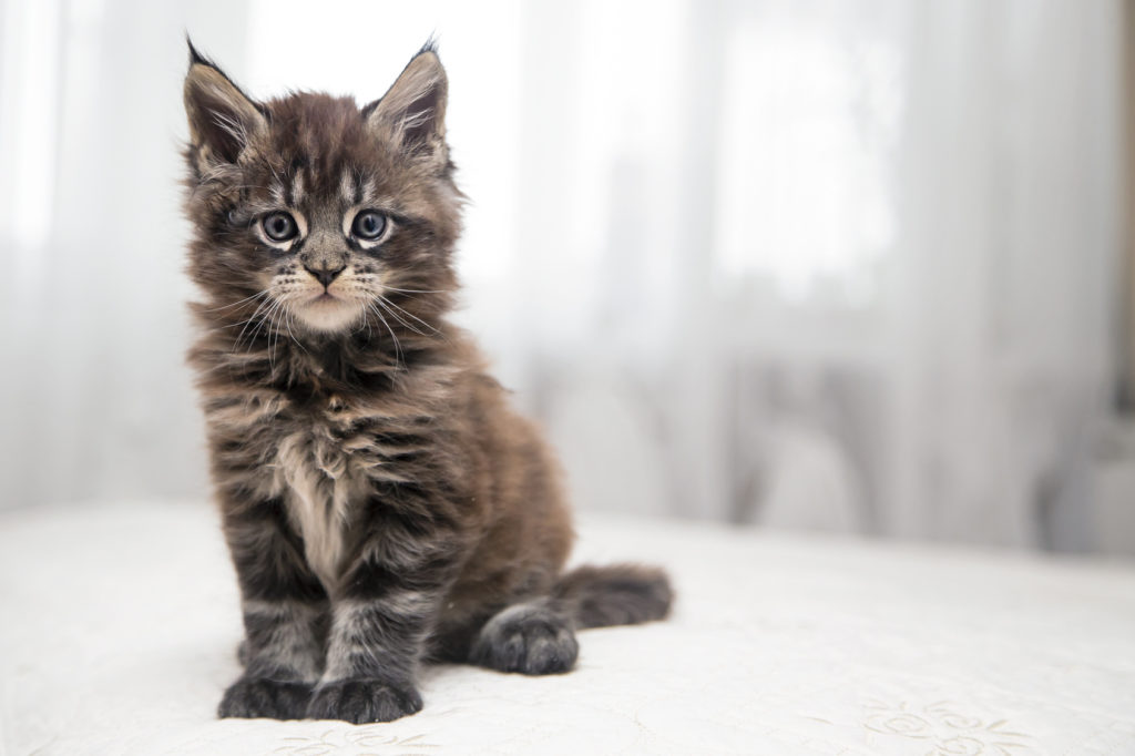 Maine Coon racebeskrivelse læs mere i