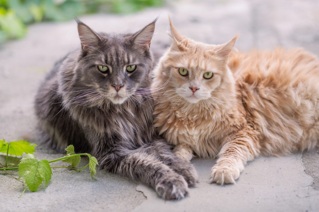 Maine Coon racebeskrivelse læs mere i