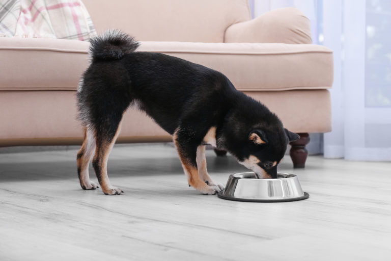 Das richtige Hundefutter bei Gelenkproblemen