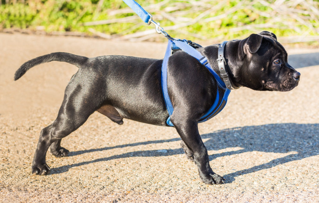 Hysterisk morsom Rengør soveværelset Scully Hundesele eller hundehalsbånd? | zooplus hundemagasinet