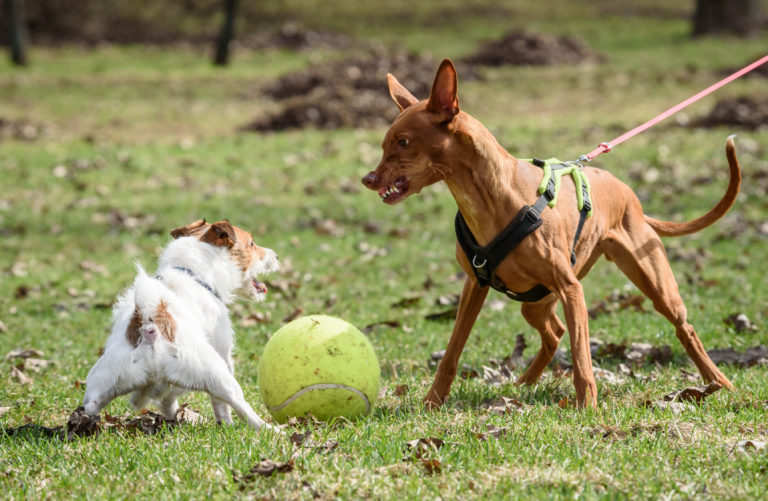 aggressiver hund