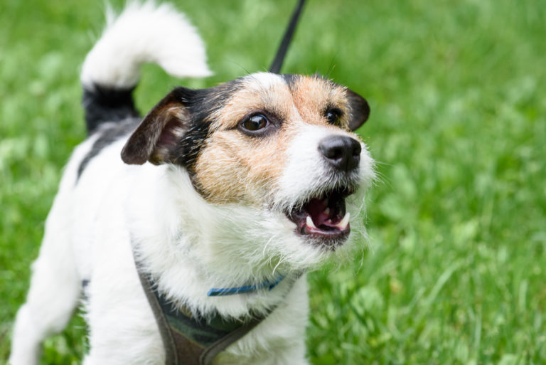 Mælkehvid smog rolige At berolige gøende hunde - Gode tips - zooplus Hundemagasin