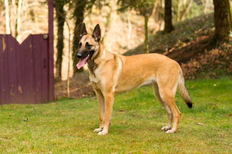 Der Belgischer Schäferhund (Malinois)