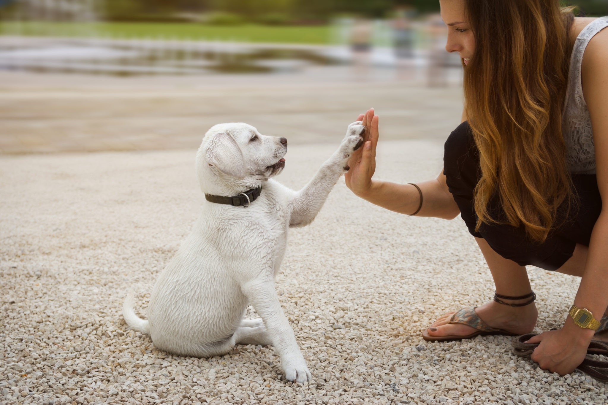 Råd til en hvalpeopdragelse - Alt bør vide - zooplus Hundemagasin