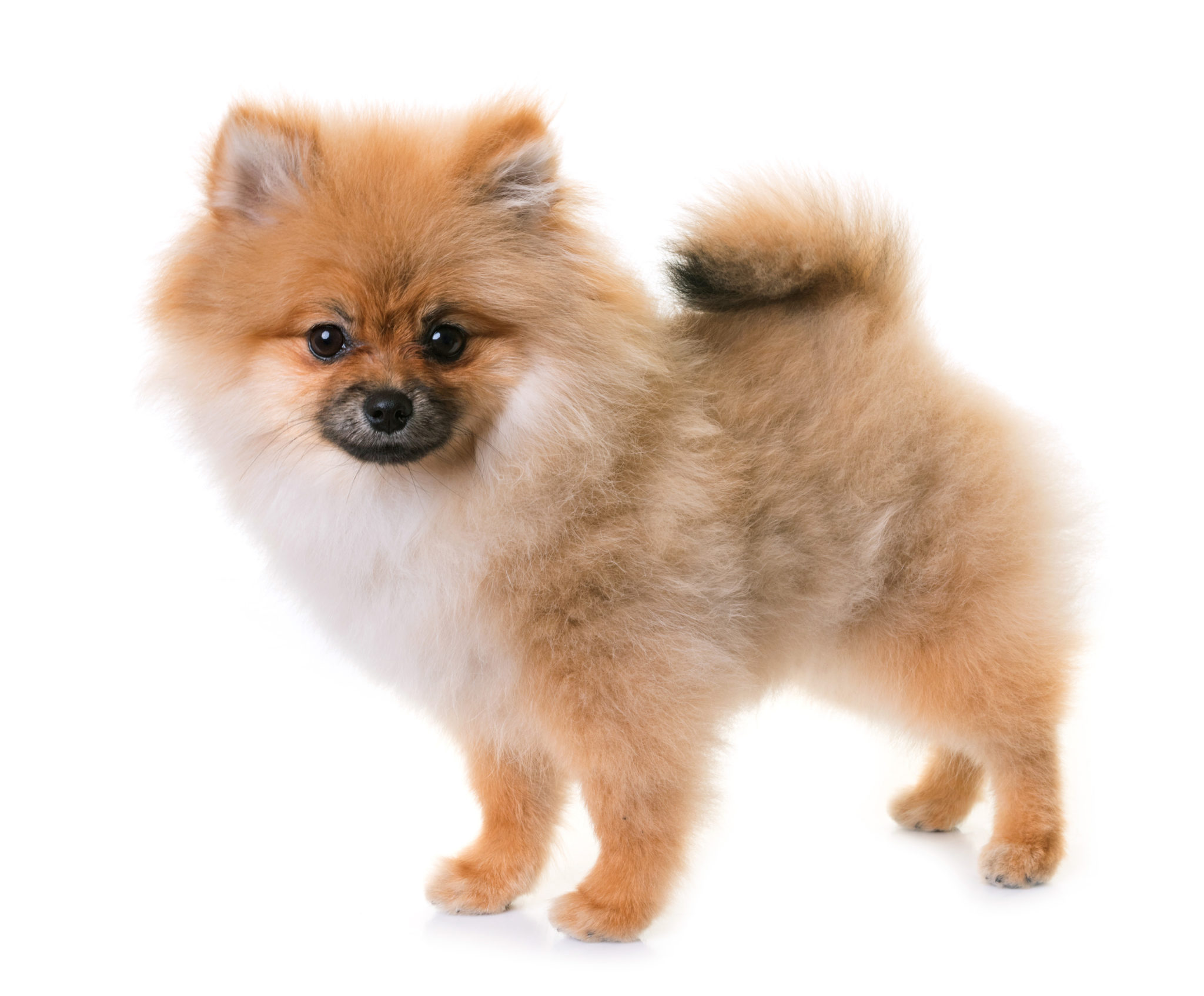 Pomeranian en racebeskrivelse af pomeranianeren zooplus Magasin