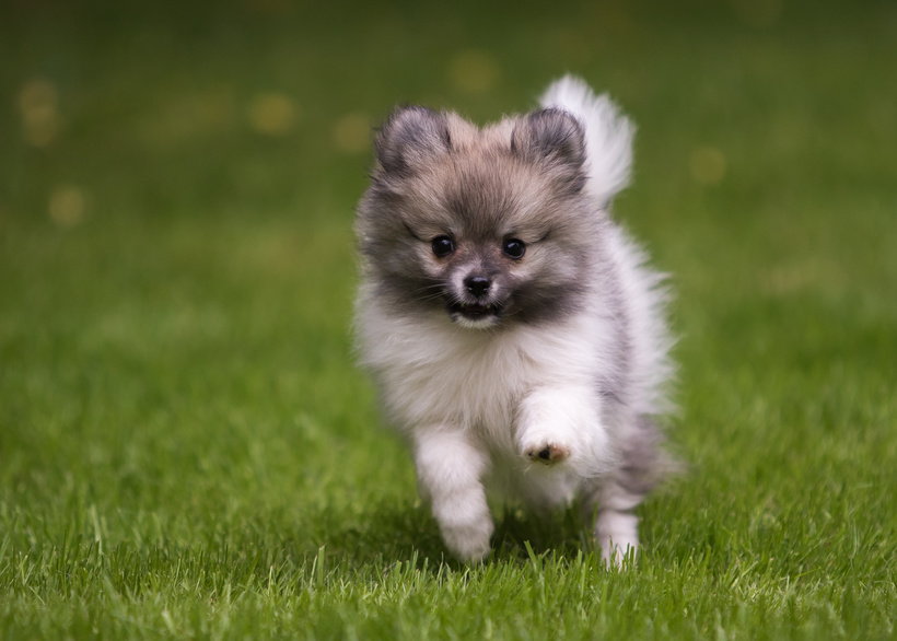 Pomeranian - en racebeskrivelse af pomeranianeren - zooplus Magasin