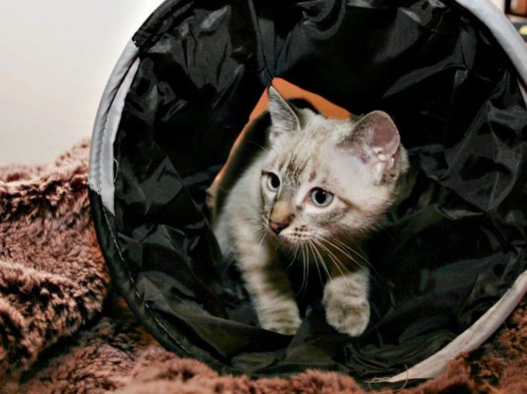 Katte agility