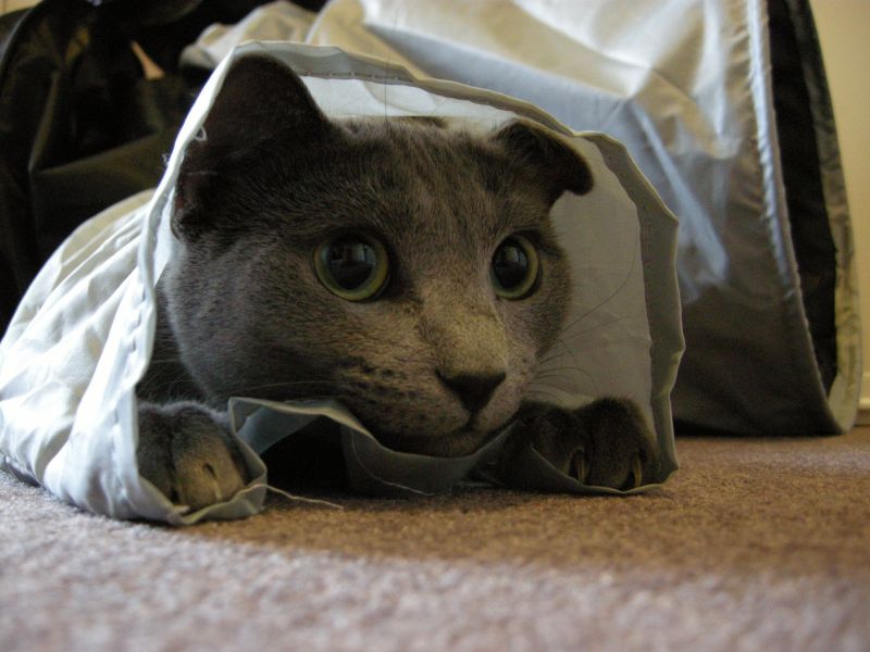 Katte tunnel
