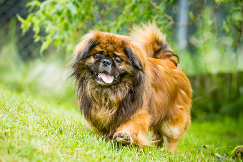 Pekingeser