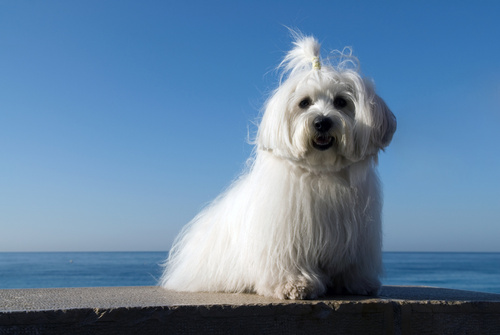 Coton de Tuléar Bomuldshund