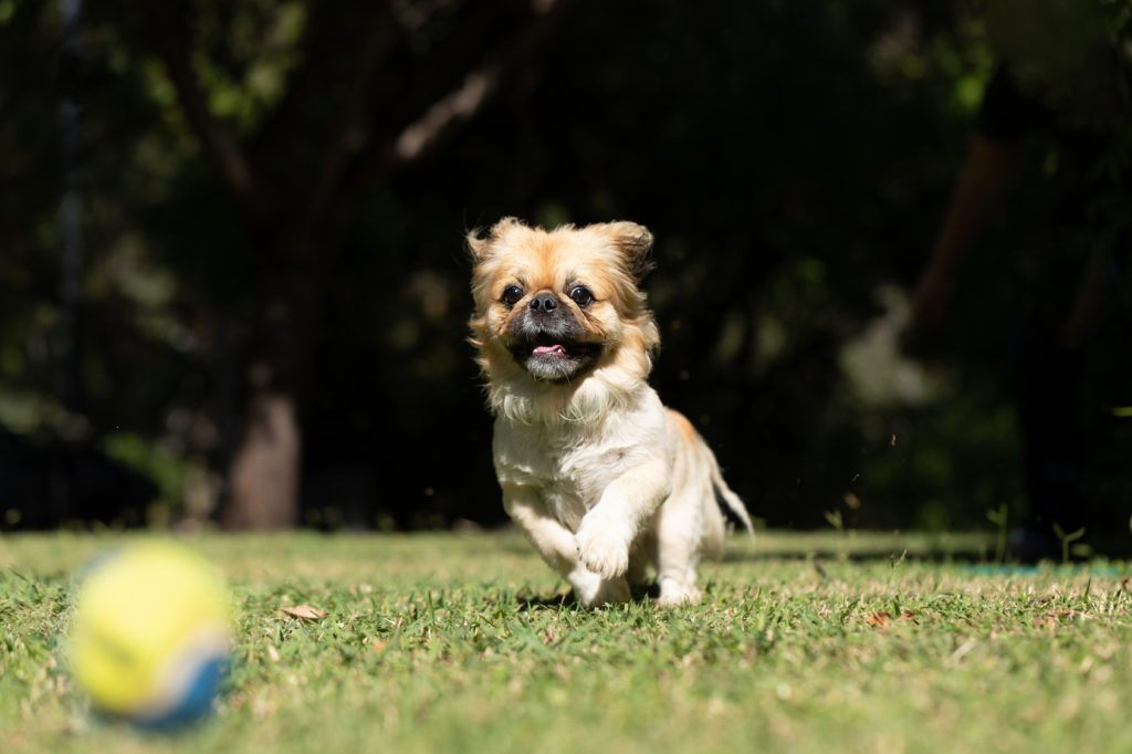 pekingeser hvalp leger med en bold