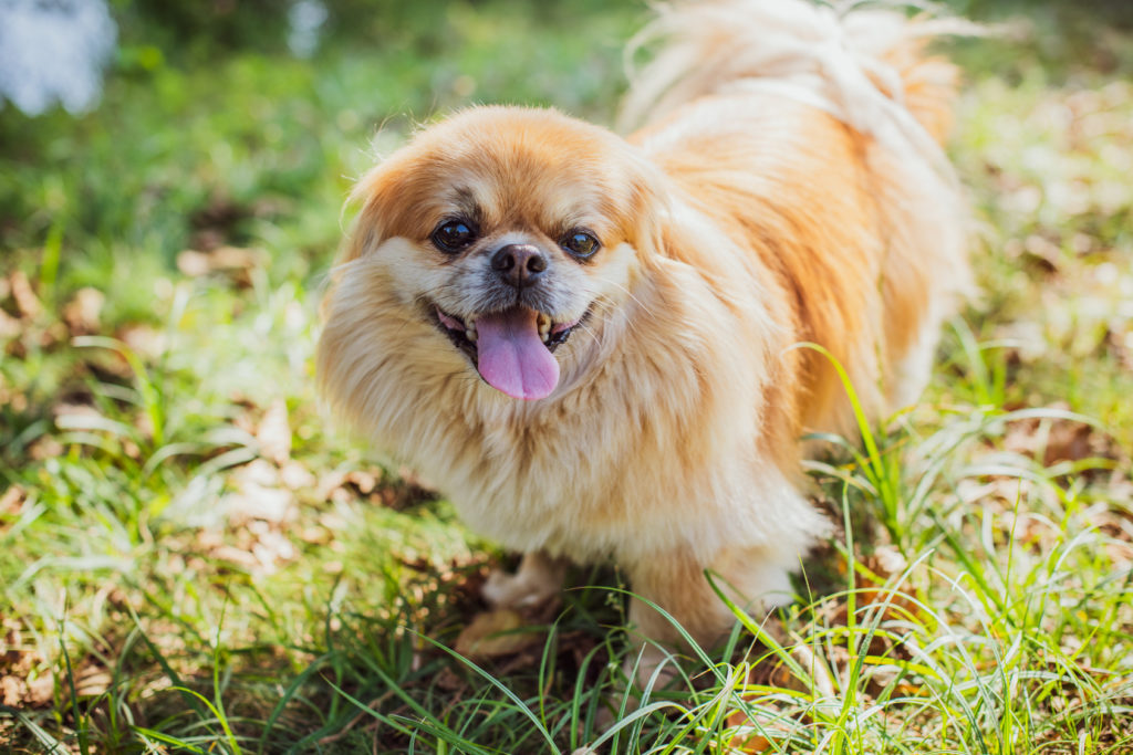 pekingeser på græs