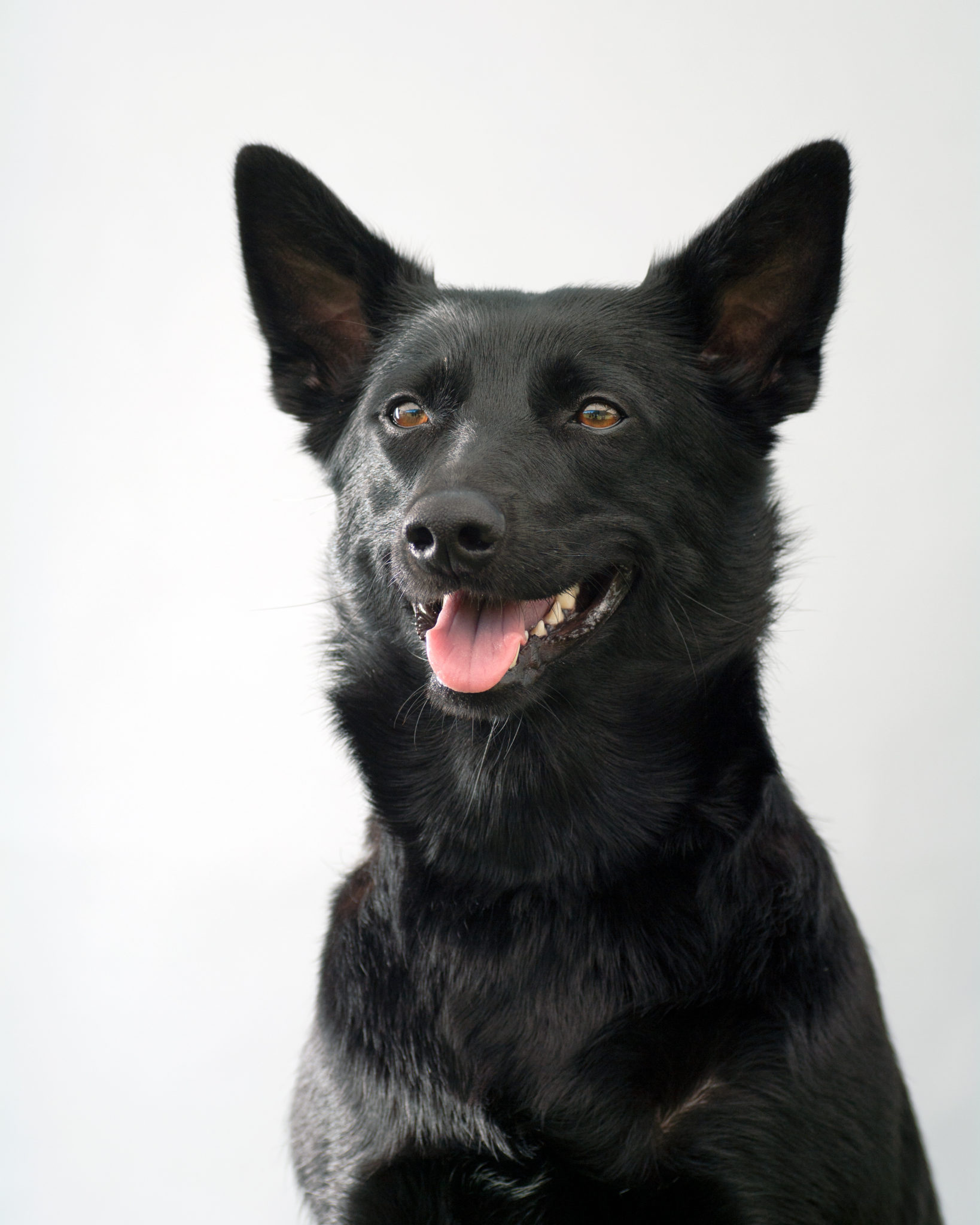 Australian Kelpie Alt om Kelpie zooplus